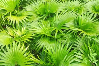 Saw Palmetto